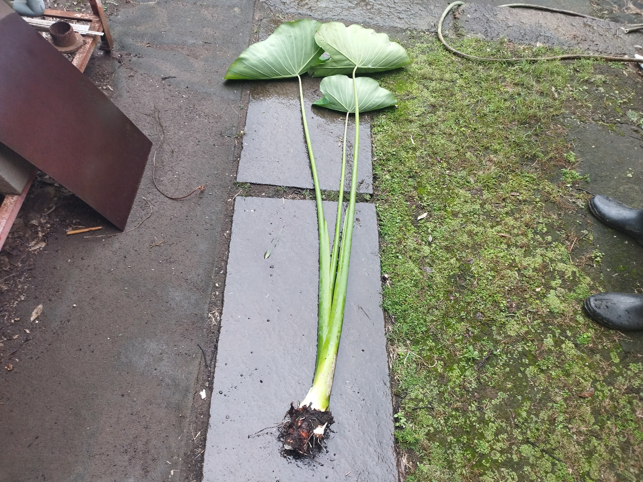 京芋は竹の子芋とも呼ばれていて茎の中に芋があります。