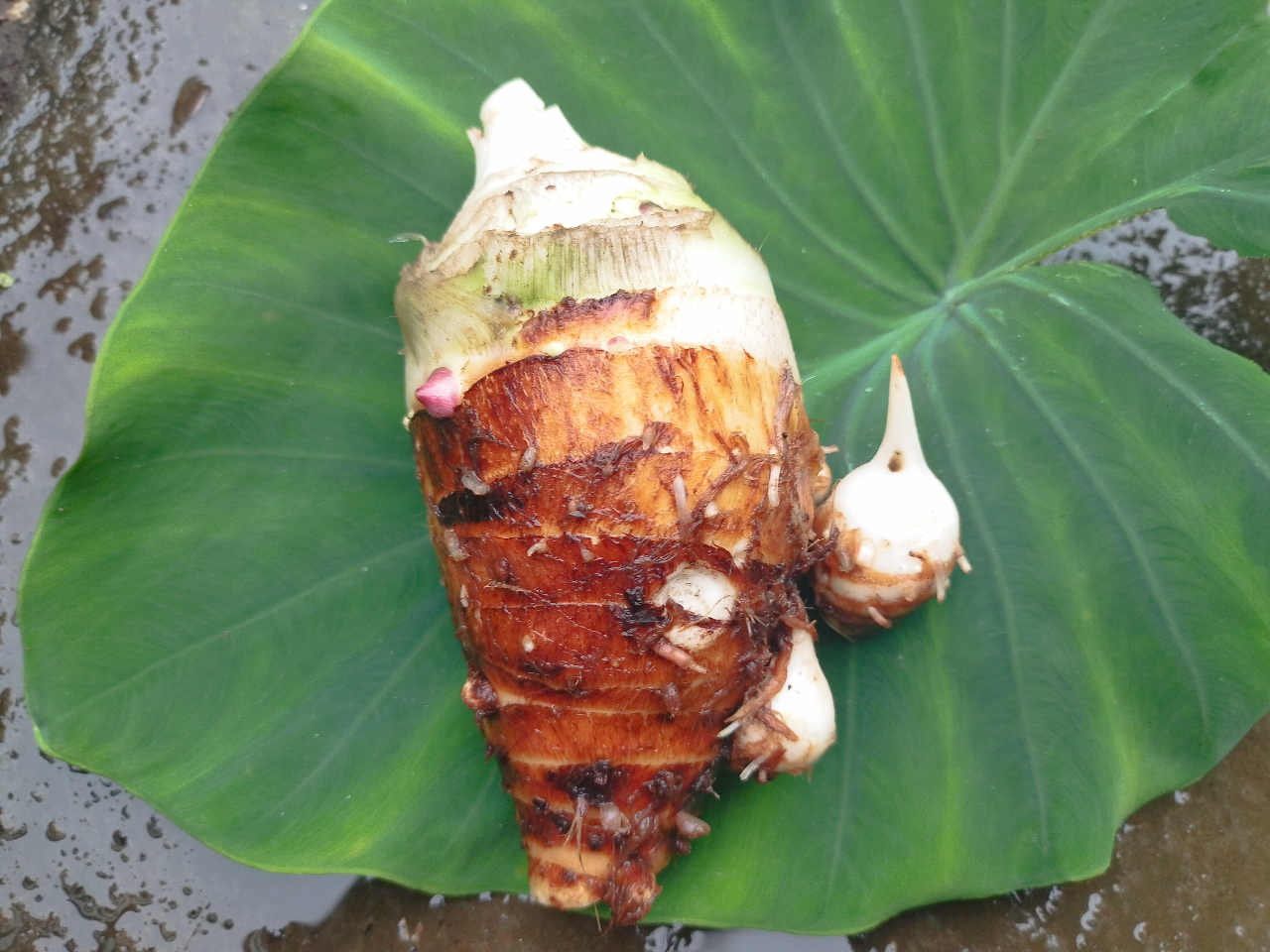 京芋のアップです。