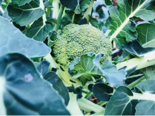 ブロッコリーです!