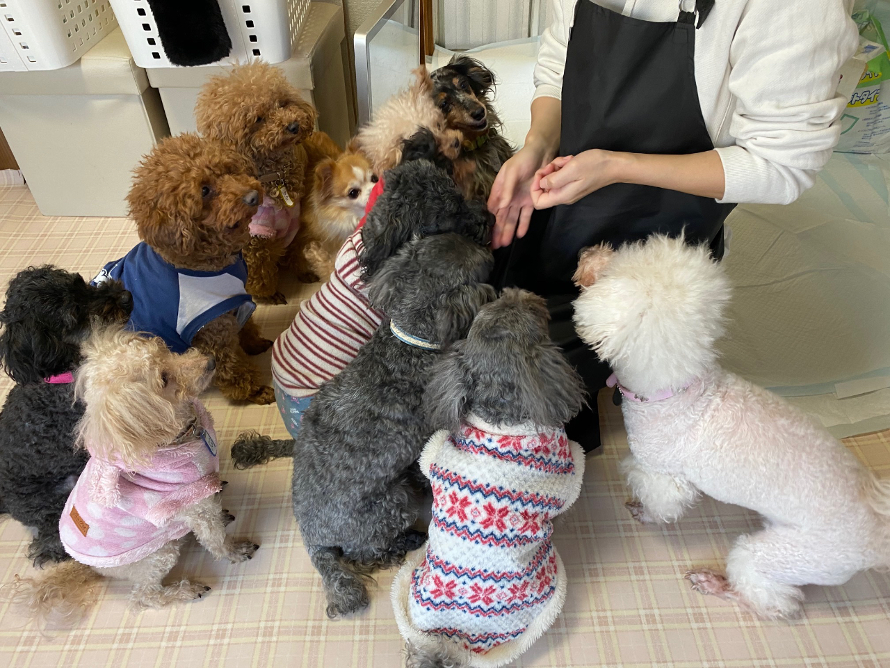 JR亀有駅 徒歩約15分】完全予約制の犬と遊べる家♪可愛いわんこたちがお出迎え《テレビ出演多数》/いぬのじかん 青戸店 - じゃらん遊び体験