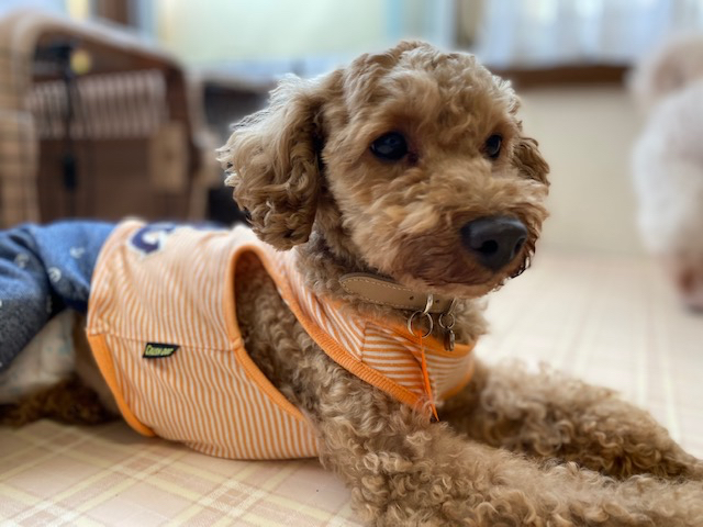 �e���r��G���Ȃǂɏo�郂�f���������܂��B