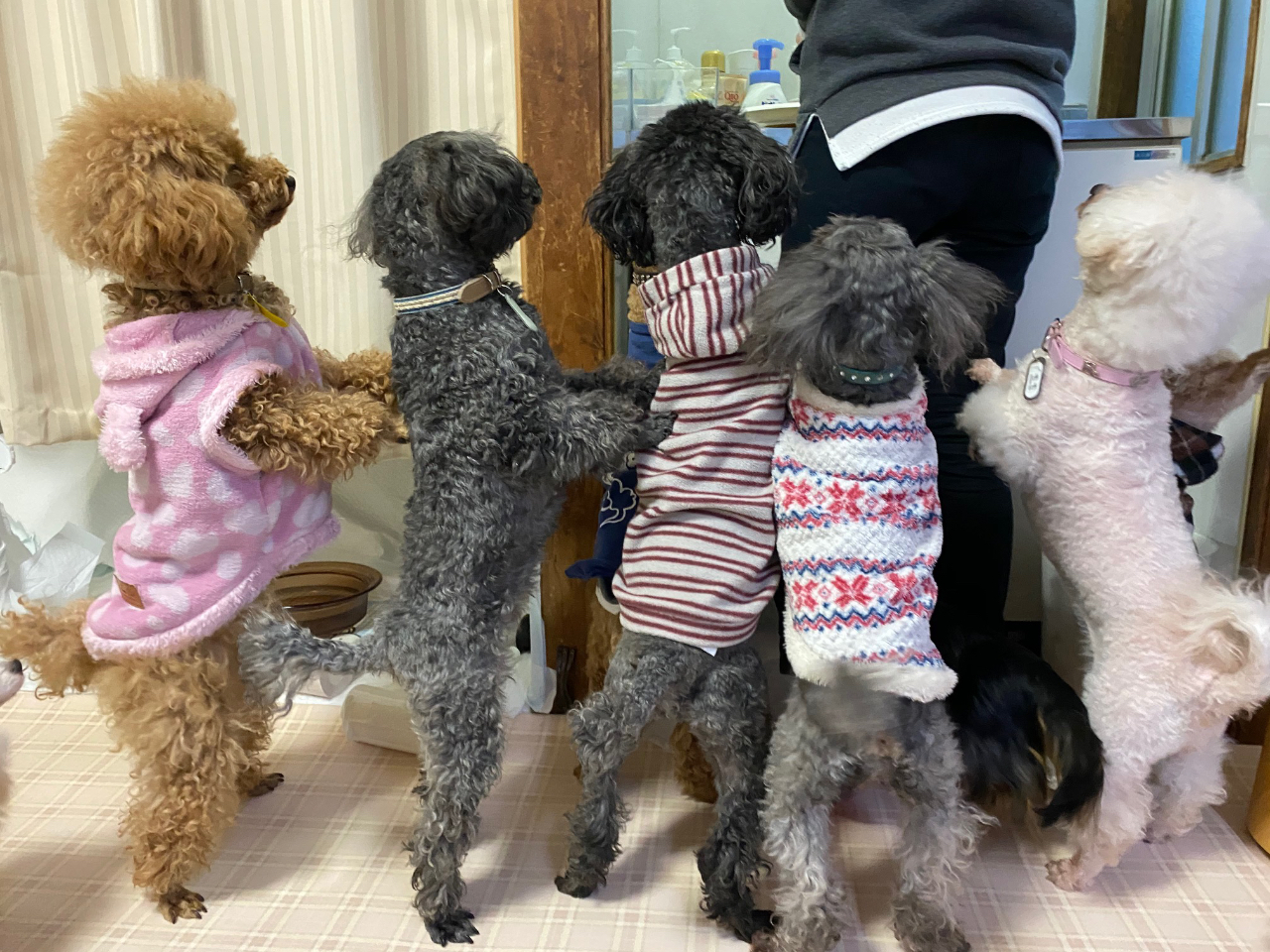 �����̃I���c�͂ȁ`�ɁH�@