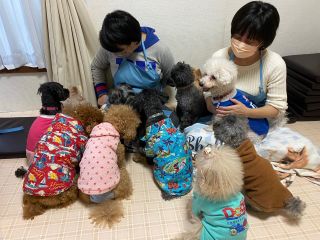 たくさんの犬とふれあいできます