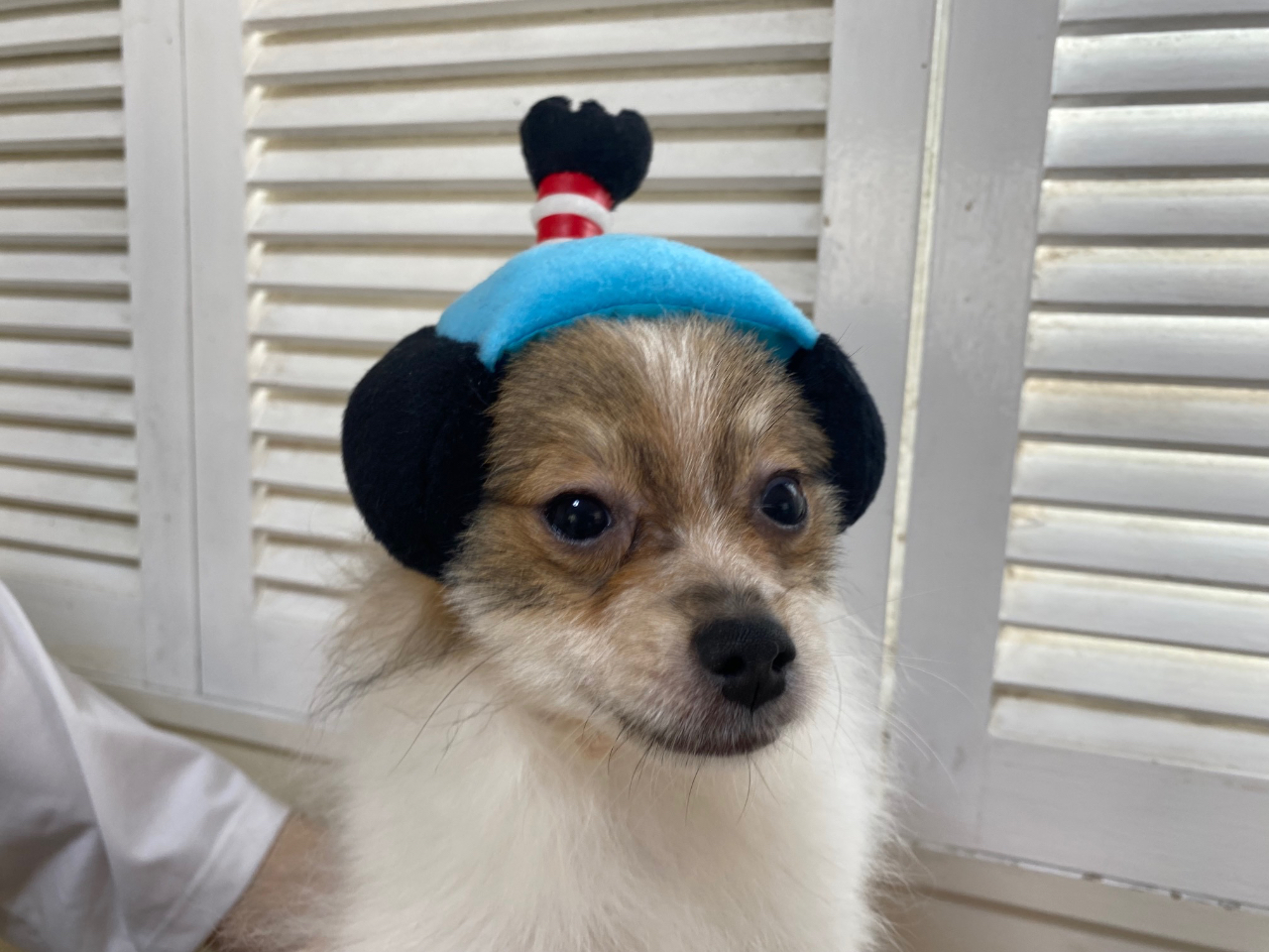 aI@CȎq܂B܂ɂ̓RXv܂Bi̎qǁEEEj