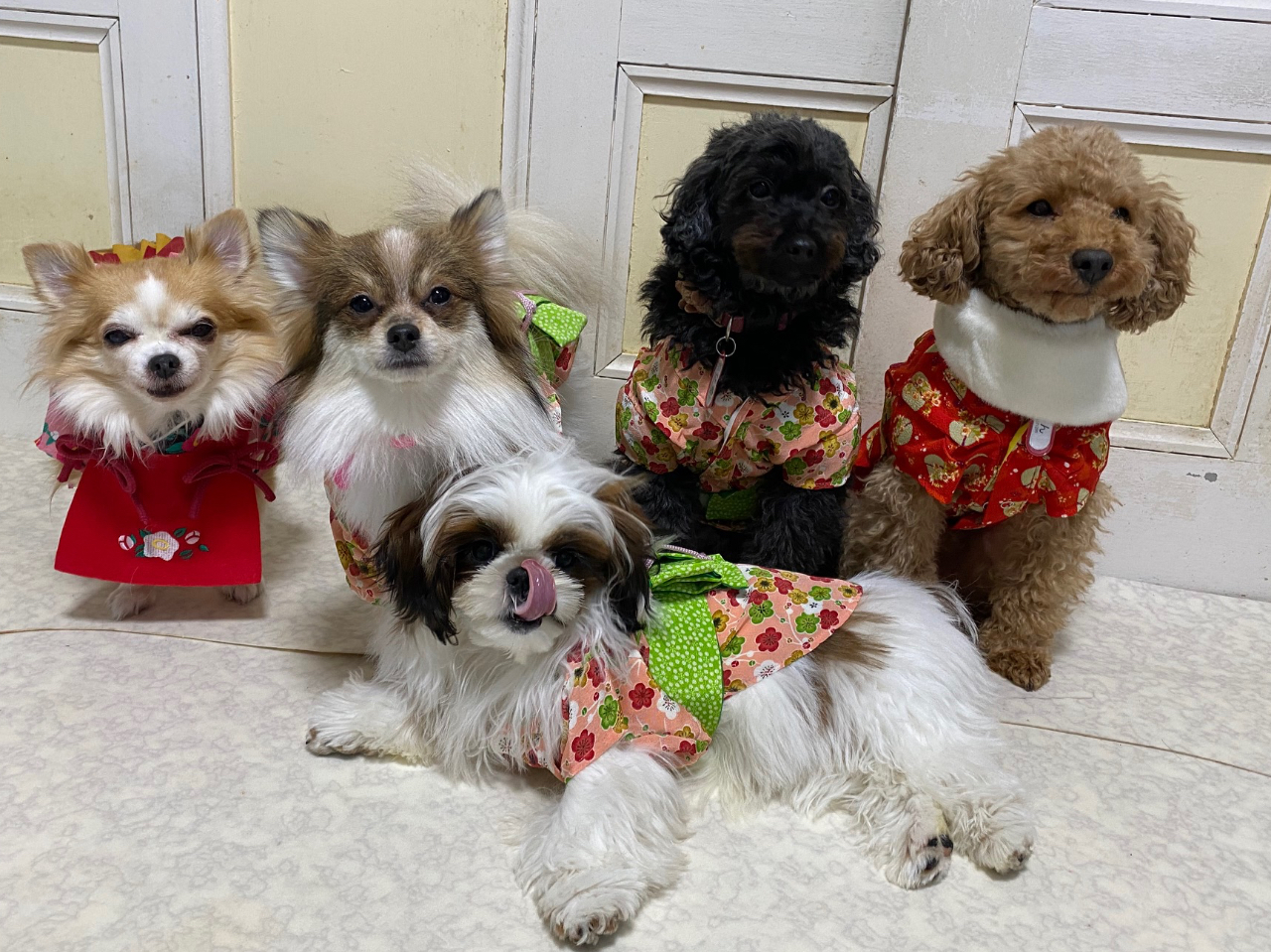 �V�[�Y�[�����ԓ��肵�܂����I��񂿂�P�ł��B