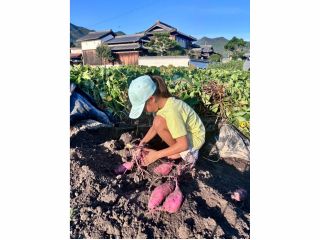 2025年9.7試し掘り 今年のメインは紅はるか。雨が少なくて苦労しました。