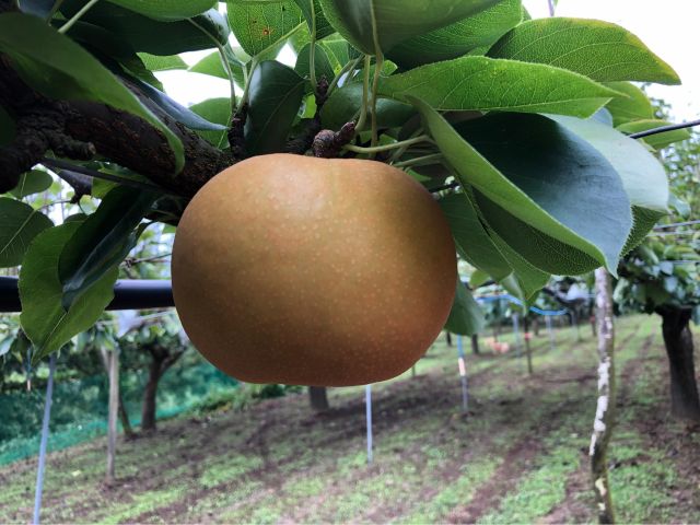 宮崎 小林市 リピーター多数 アットホームな農園で梨狩りを楽しみませんか 00円分チケットプラン 西ノ村果樹園 じゃらん遊び体験 宮崎 小林市 リピーター多数 アットホームな農園で梨狩りを楽しみませんか 00円分チケットプラン 西ノ村果樹園 じゃらん遊び体験