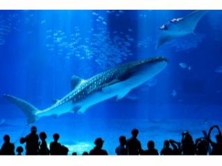 世界最大級の巨大水槽から見るジンベイザメやマンタは圧巻!