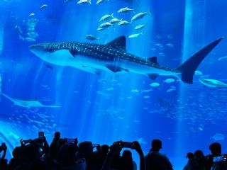 世界最大級の巨大水槽から見るジンベイザメやマンタは圧巻!