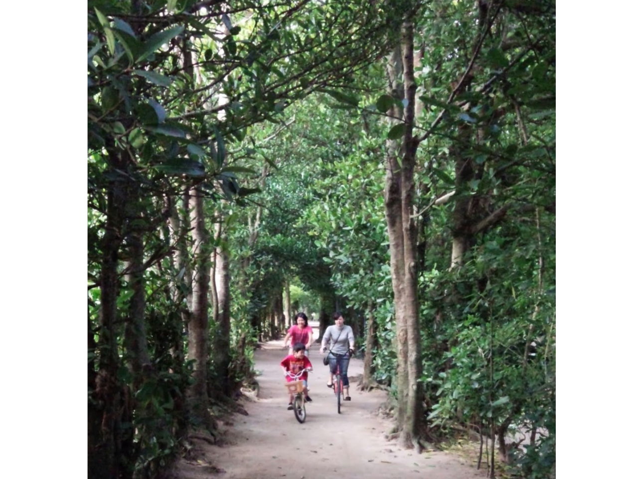 緑のトンネルをのんびりお散歩♪