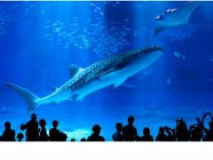 世界最大級の巨大水槽から見るジンベイザメやマンタは圧巻!