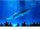 世界最大級の巨大水槽から見るジンベイザメやマンタは圧巻!