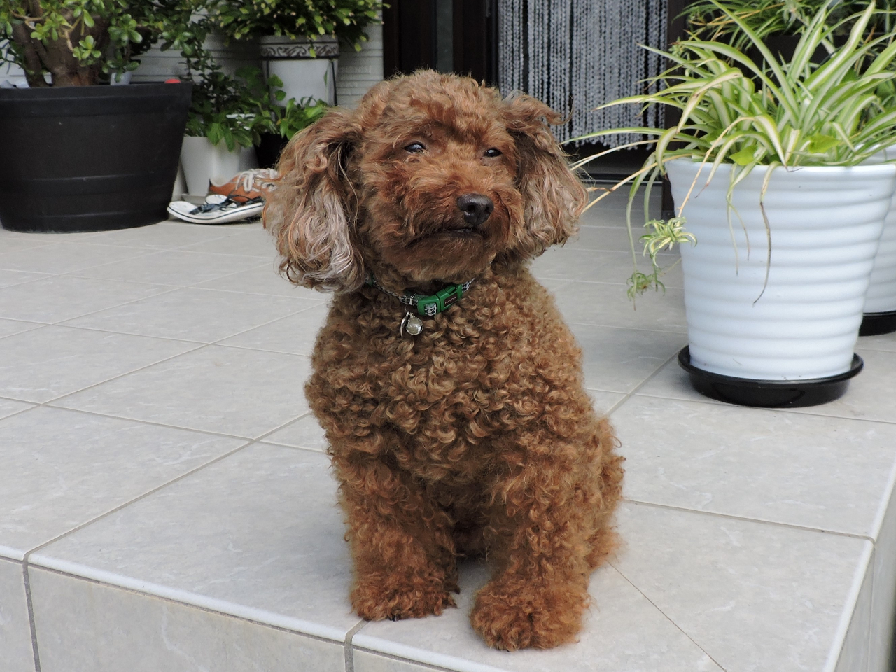 ペット同伴OKです。家のトイプードル(名前:カレン)です。