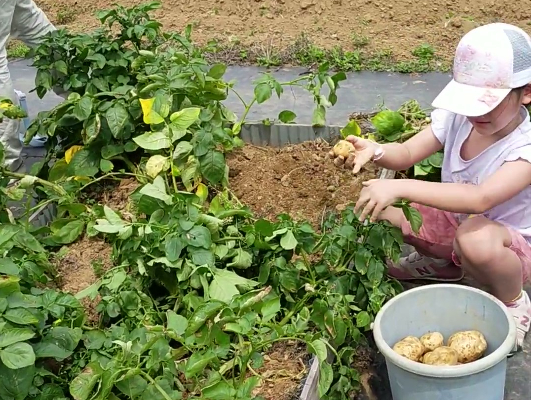 �W���K�C����������Ƃꂽ��I