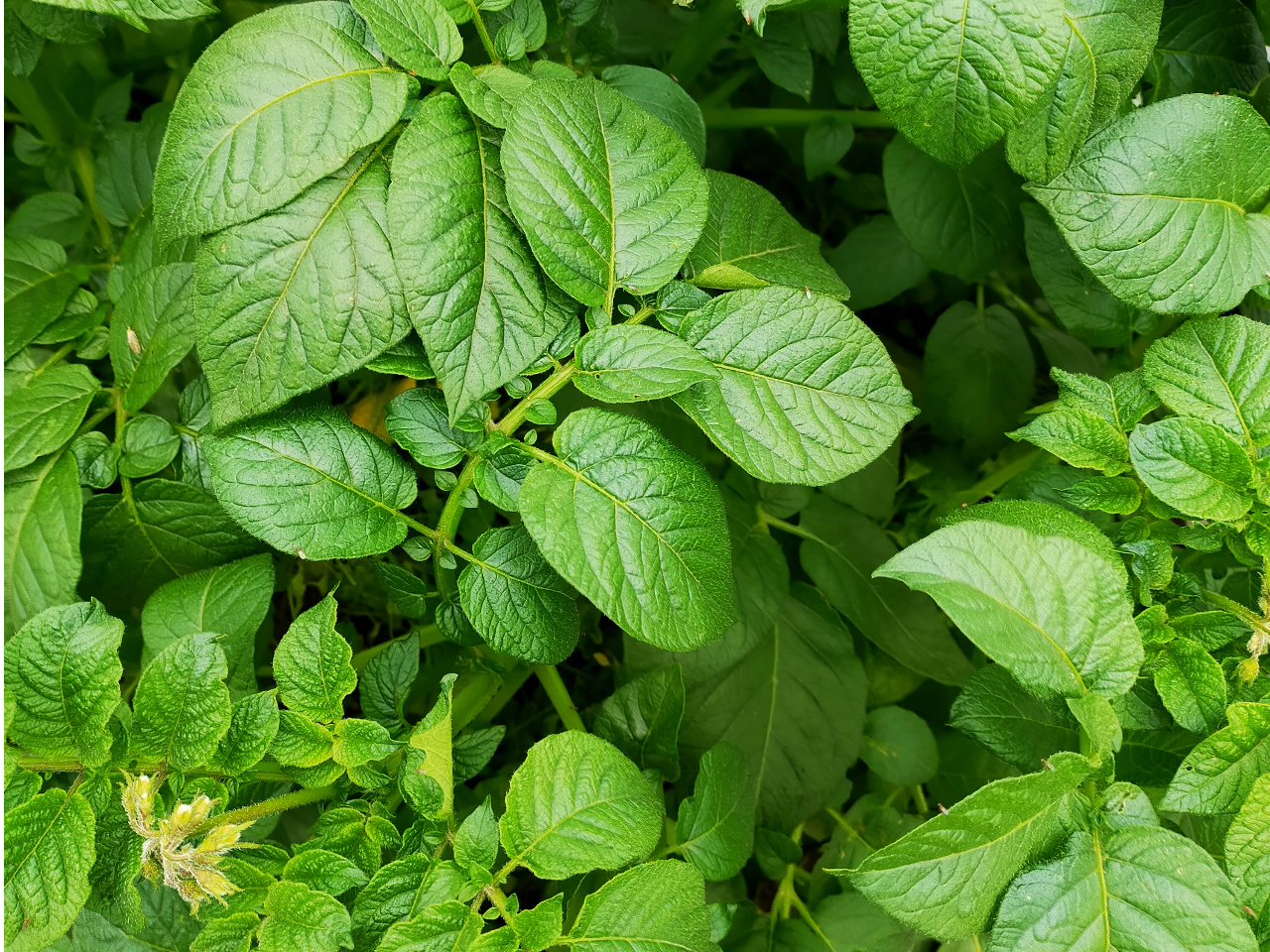 �W���K�C���̗t���ςƉԁi�����j