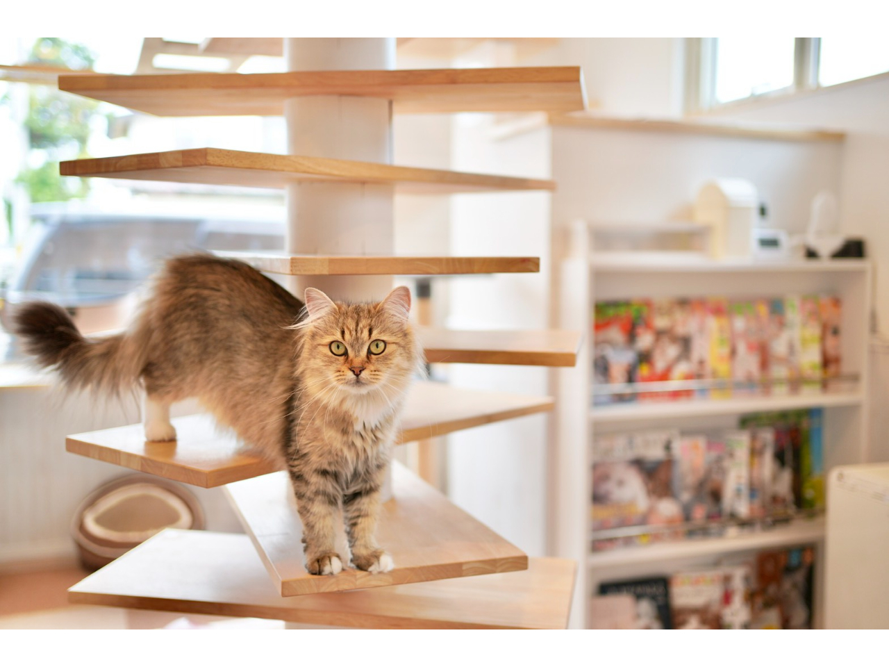 猫スタッフのジャスミンちゃん