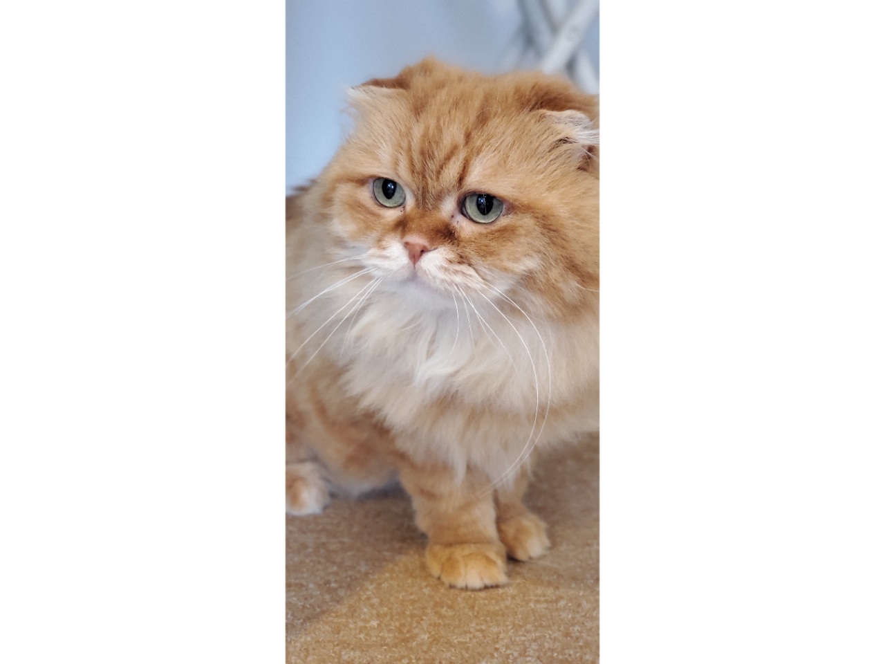 猫スタッフのビッキーくん