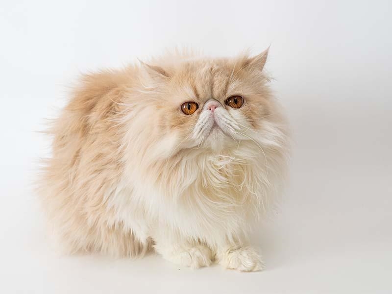 スタッフのマシュ☆