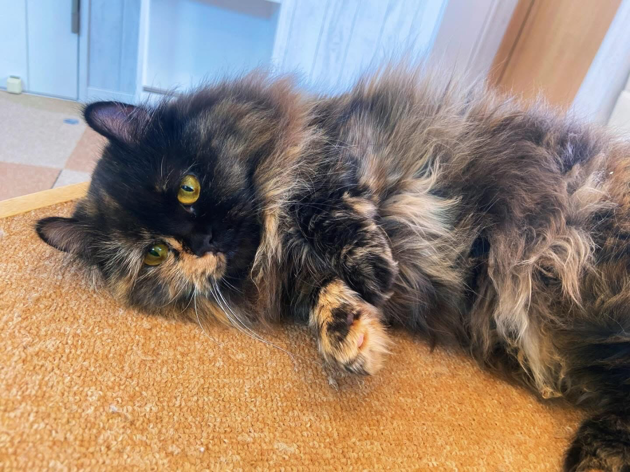 �L�X�^�b�t�̂肽�܂����