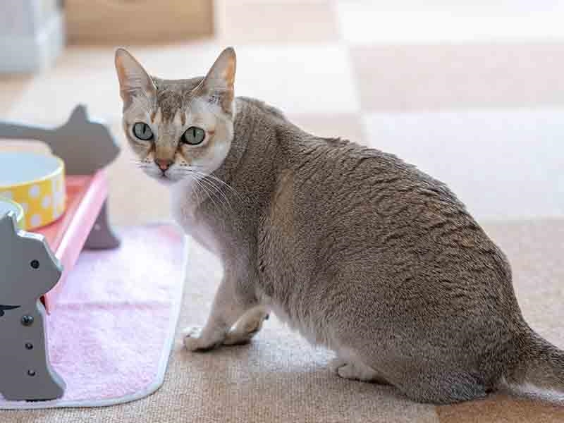 �L�X�^�b�t�̃L���T���������