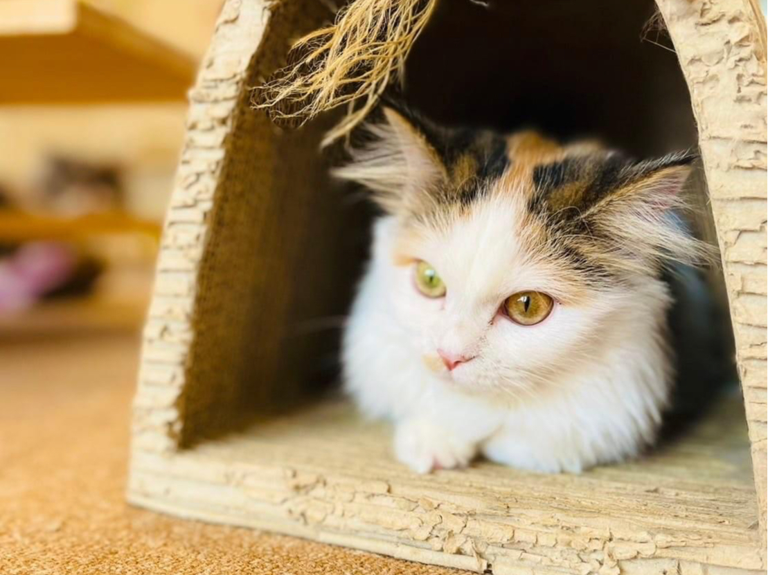 �����炿���