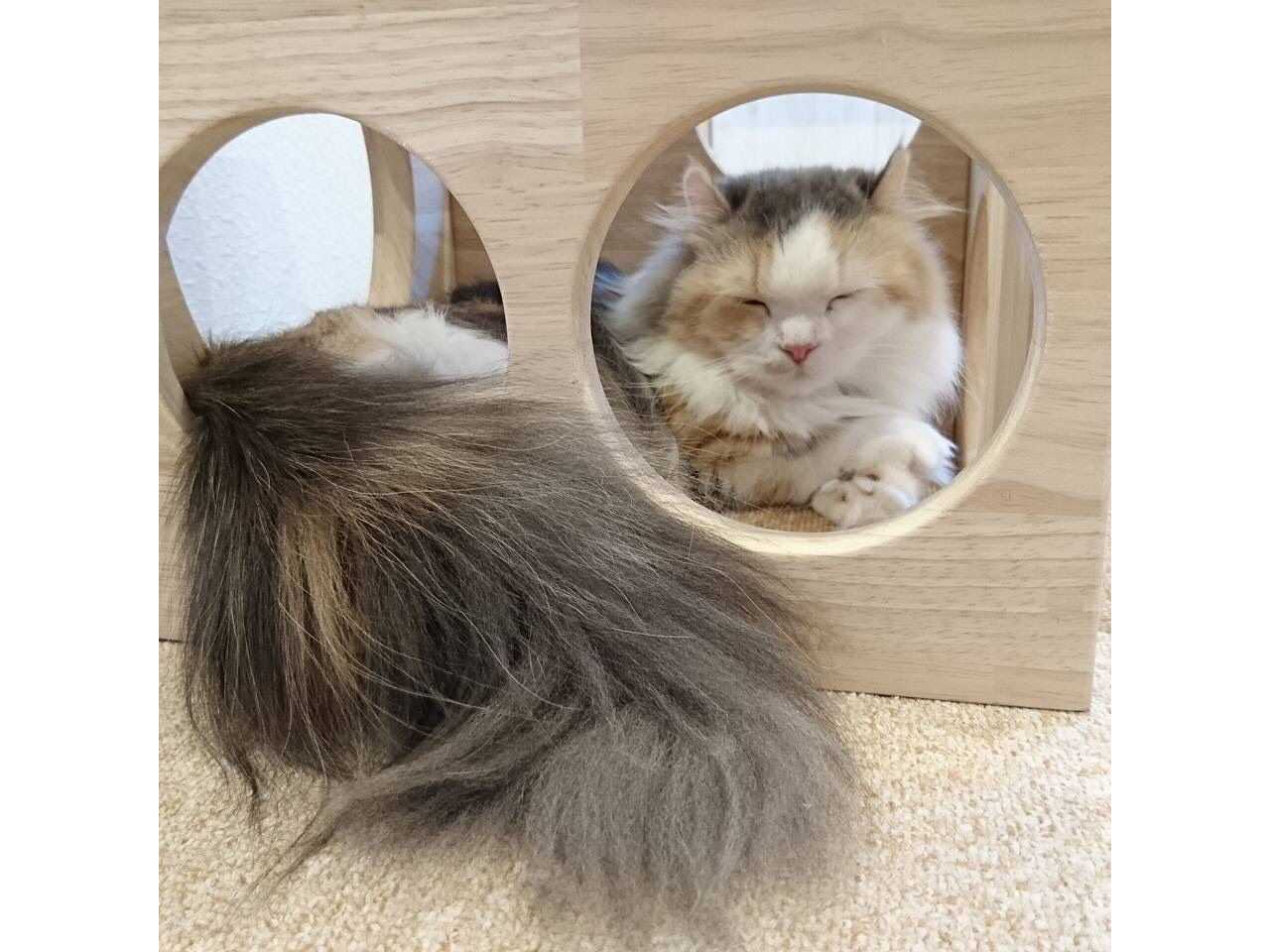 �L�X�^�b�t�̃V�F���[���C�����