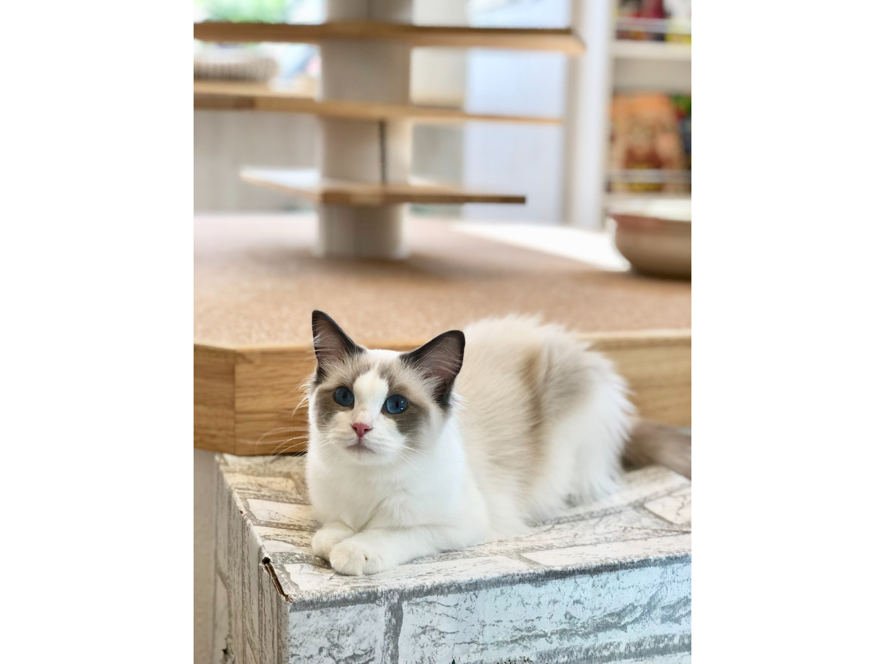 �L�X�^�b�t�̃L�e�B�����