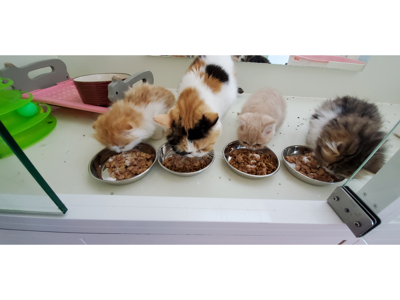 �h���~�����L�b�Y����