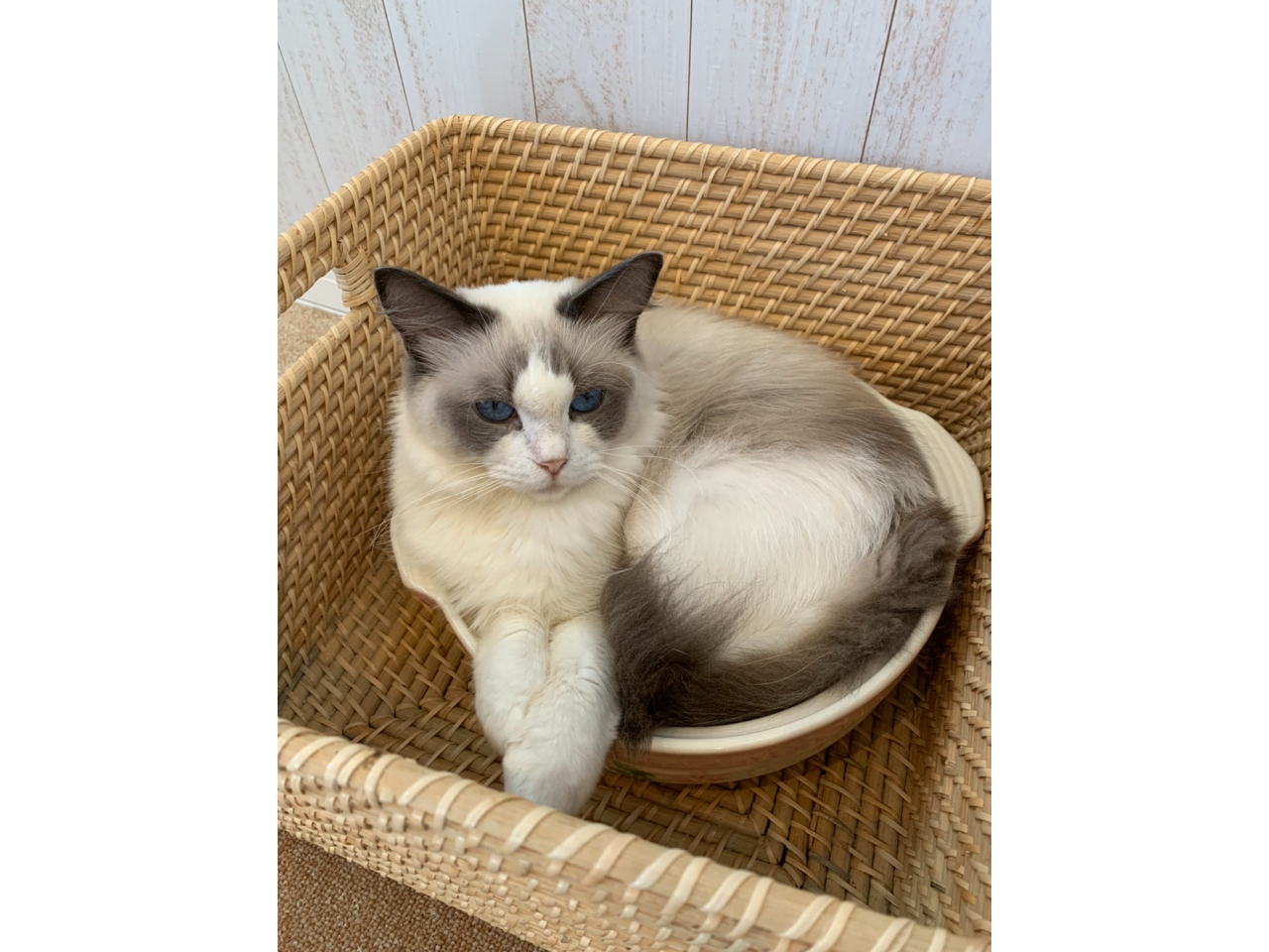 �L�e�B���