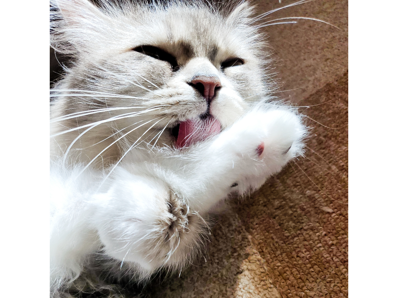 �����b�N�X���[�ǃW�F���[�g�����