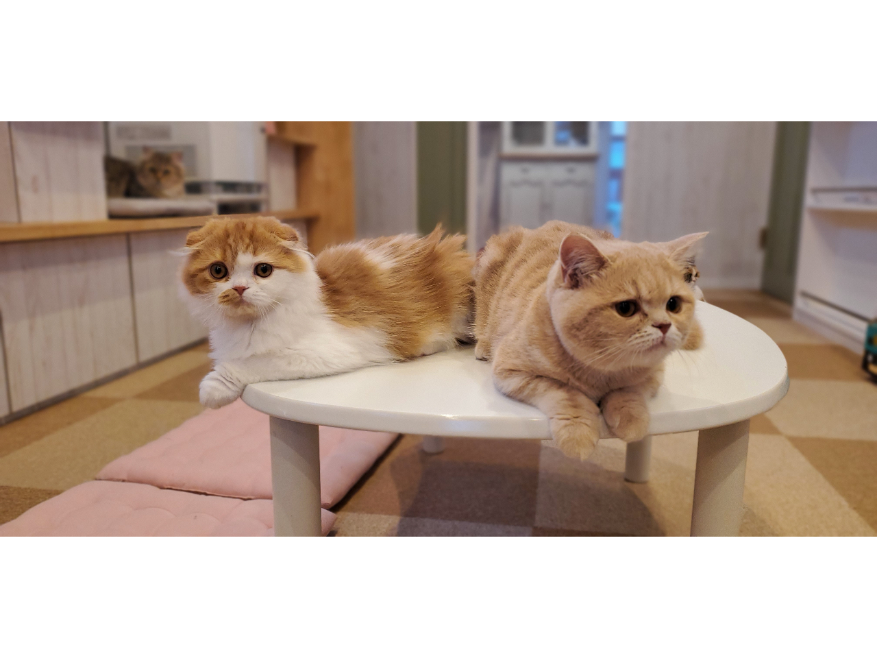 ���ǂ���