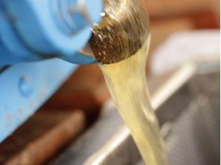 遠心分離機で採蜜