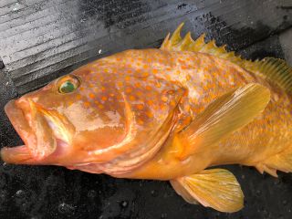 アジの泳がせ釣り 沖釣りのダイナミックさを経験 大型で高級魚 女性やお子様 初心者でも安心 カップル 女性 ファミリー 天力丸 じゃらん遊び体験 アジの泳がせ釣り 沖釣りのダイナミックさを経験 大型で高級魚 女性やお子様 初心者でも安心 カップル 女性 ファミリー 天力丸 じゃらん遊び体験