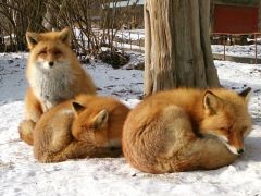 北海道の動物カフェランキングtop10 じゃらんnet 北海道の動物カフェランキングtop10 じゃらんnet
