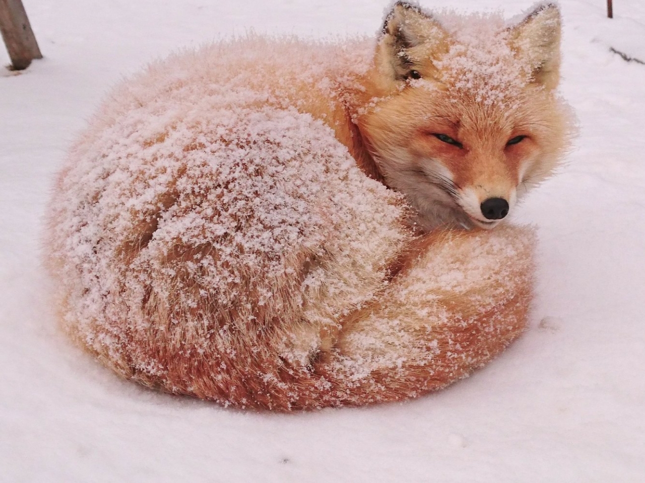 北きつね牧場 入場プラン 冬 最終入場15 30 北きつね牧場 じゃらん遊び体験 北きつね牧場 入場プラン 冬 最終入場15 30 北きつね牧場 じゃらん遊び体験
