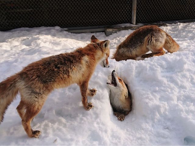 北きつね牧場 入場プラン 冬 最終入場15 30 北きつね牧場 じゃらん遊び体験 北きつね牧場 入場プラン 冬 最終入場15 30 北きつね牧場 じゃらん遊び体験