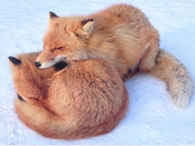 北きつね牧場 入場プラン 冬 最終入場15 30 北きつね牧場 じゃらん遊び体験 北きつね牧場 入場プラン 冬 最終入場15 30 北きつね牧場 じゃらん遊び体験