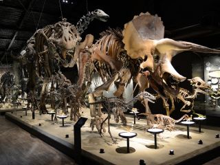 御船町恐竜博物館でたっぷり恐竜の魅力を感じてください♪