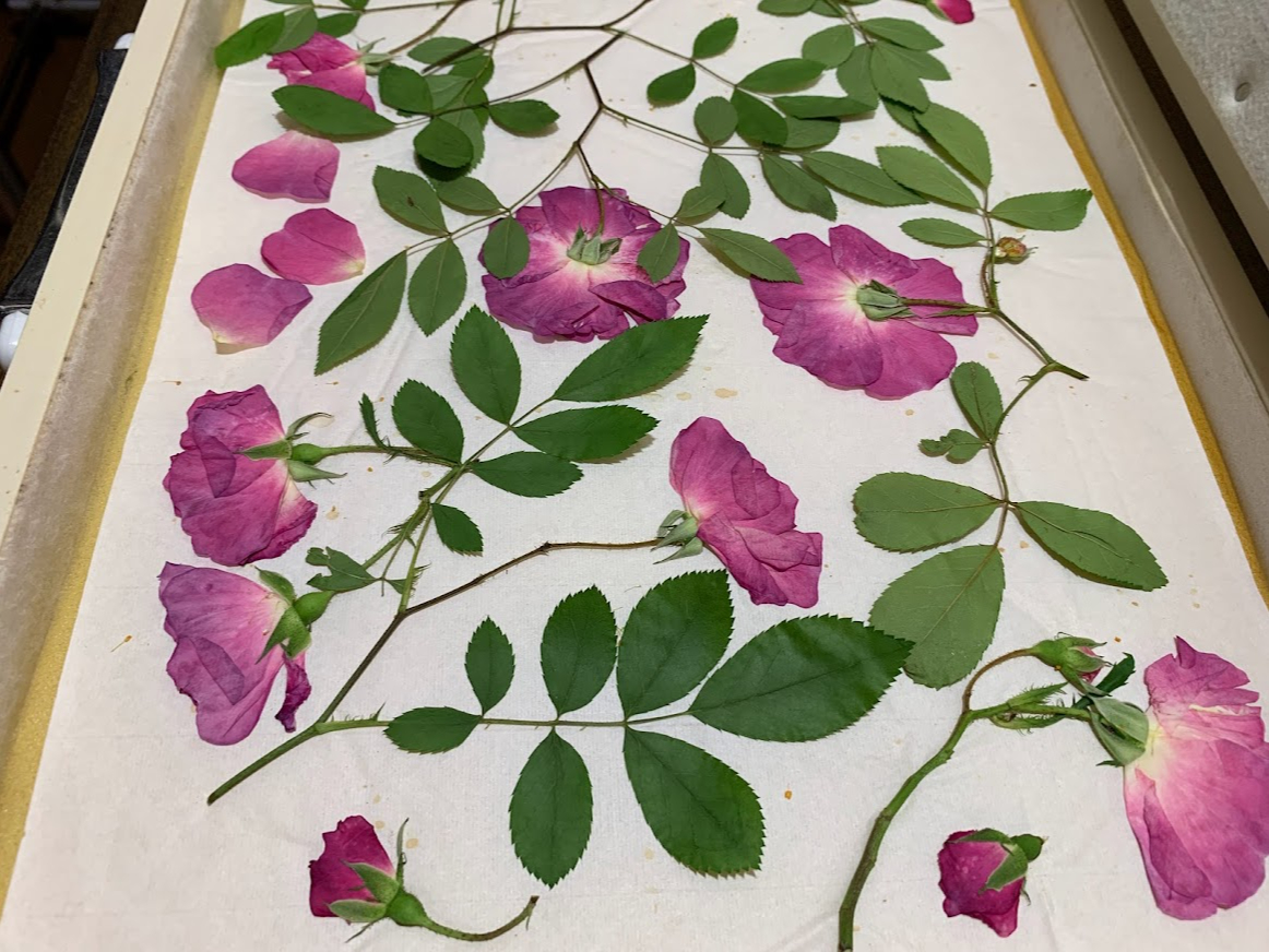 ���Ԃ͂�����ł��������Ă��܂��B