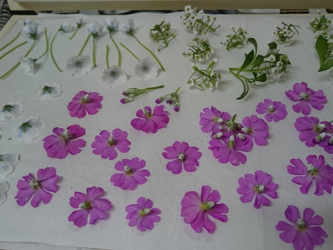 �o���A�K�[�x���A�����A�A���b�T���A�p���W�[�A�A�A