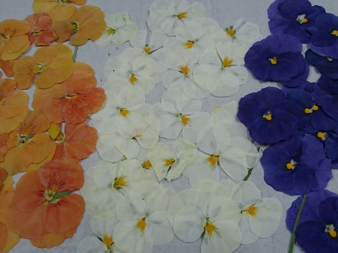 �F�Ƃ�ǂ�̂��Ԃ����A�A�A���D���Ȃ��Ԃ����g���������ˁB