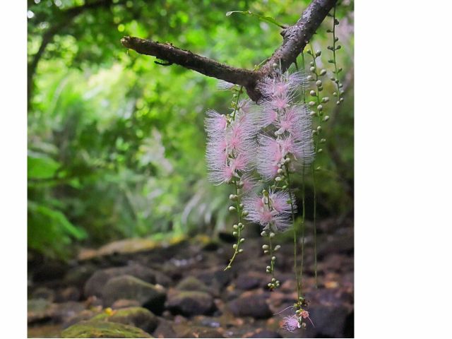 6月日 7月31日の季節限定 早朝サガリバナカヤックコース 2歳からご参加ok 体力必要なし 初心者でも簡単のんびりカヤックコース Summerちゃまー 完全貸切制ツアー 西表島 じゃらん遊び体験 6月日 7月31日の季節限定 早朝サガリバナカヤックコース 2歳からご参加ok 体力必要なし 初心者でも簡単のんびりカヤックコース Summerちゃまー 完全貸切制ツアー 西表島 じゃらん遊び体験