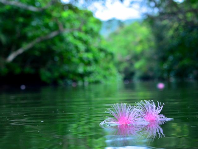 6月日 7月31日の季節限定 早朝サガリバナカヤックコース 2歳からご参加ok 体力必要なし 初心者でも簡単のんびりカヤックコース Summerちゃまー 完全貸切制ツアー 西表島 じゃらん遊び体験 6月日 7月31日の季節限定 早朝サガリバナカヤックコース 2歳からご参加ok 体力必要なし 初心者でも簡単のんびりカヤックコース Summerちゃまー 完全貸切制ツアー 西表島 じゃらん遊び体験