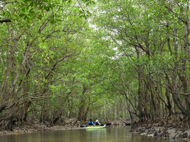 6月日 7月31日の季節限定 早朝サガリバナカヤックコース 2歳からご参加ok 体力必要なし 初心者でも簡単のんびりカヤックコース Summerちゃまー 完全貸切制ツアー 西表島 じゃらん遊び体験 6月日 7月31日の季節限定 早朝サガリバナカヤックコース 2歳からご参加ok 体力必要なし 初心者でも簡単のんびりカヤックコース Summerちゃまー 完全貸切制ツアー 西表島 じゃらん遊び体験