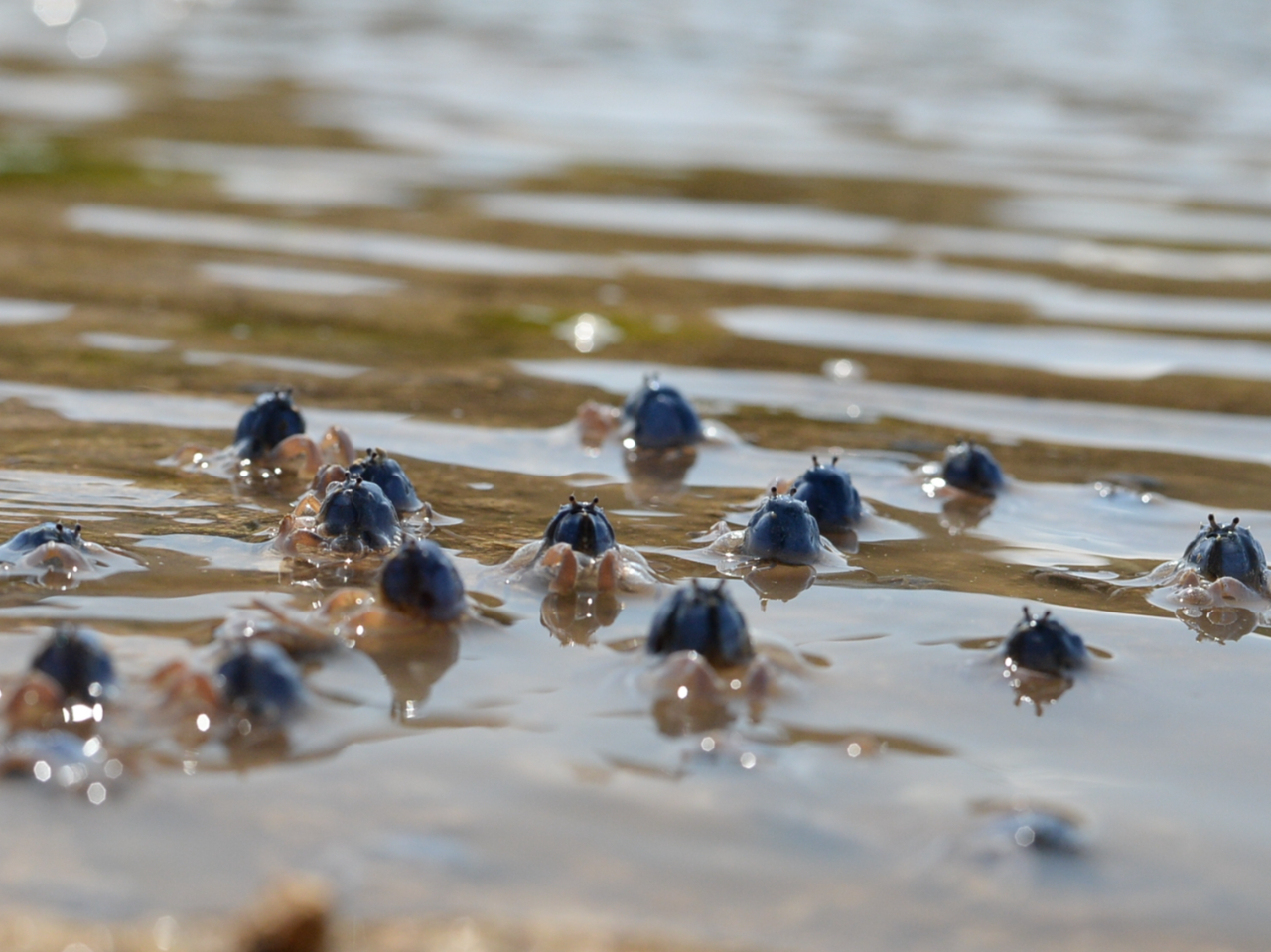 ł̐ώ@BlŌƂ̂Ȃ`̃Jj⋛╗iBlqV邱Ƃł傤I