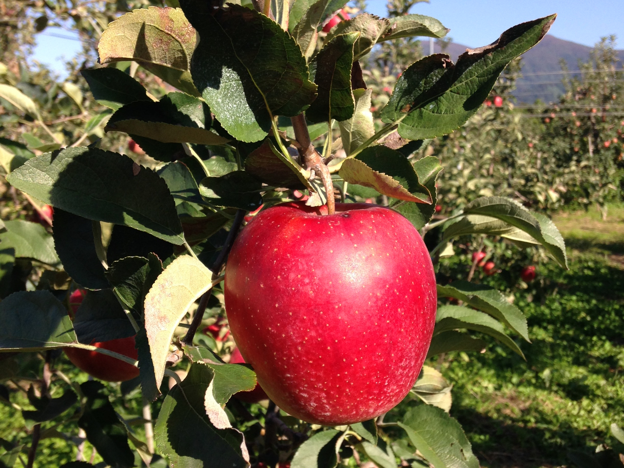 【新潟県・五泉市】【2026年10月~11月】【りんごの摘み取り体験】園主が大切...