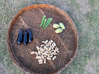 9月の収穫体験はこんな感じ。落花生「おおまさり」が掘れます。タイミングが良ければ「ポポー」があるかも。天候により変更もありますのでご了承ください。