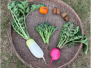 【自家製ピーナッツバター作り&季節の収穫体験】千葉の特産「千葉半立」を使用したピ...