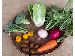 【自家製ピーナッツバター作り&季節の収穫体験】千葉の特産「千葉半立」を使用したピ...