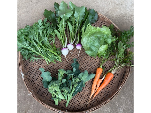 【自家製ピーナッツバター作り&季節の収穫体験】千葉の特産「千葉半立」を使用したピ...